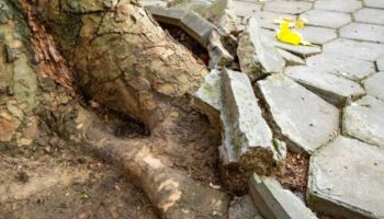 Malo ko to zna: ovo su voćke koje ne smete gajiti u bašti jer uništavaju tlo