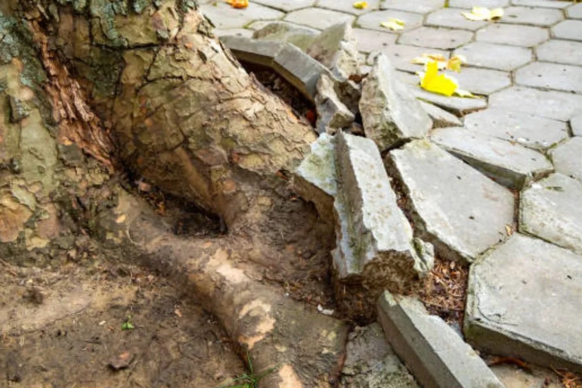 Malo ko to zna: ovo su voćke koje ne smete gajiti u bašti jer uništavaju tlo