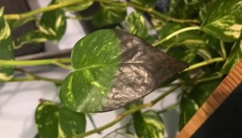 Šta se dešava sa mojim potosom? Objašnjavam zašto vaša biljka ima crne listove