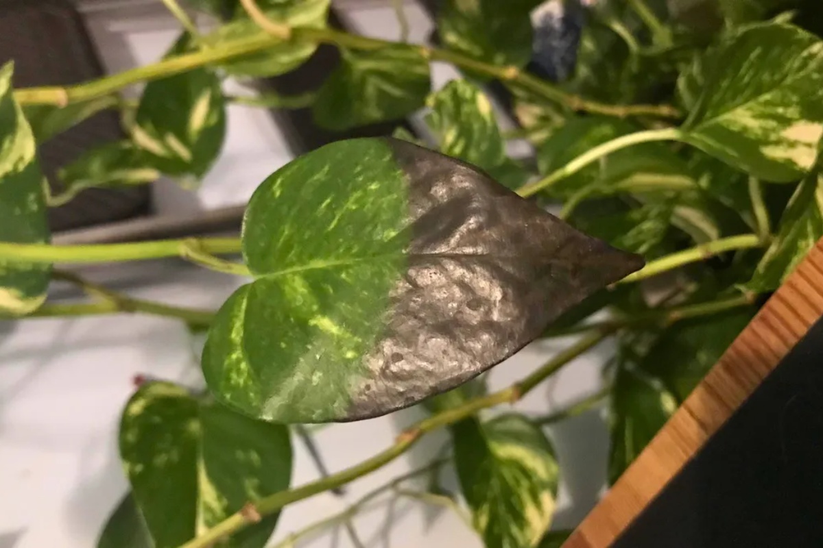 Šta se dešava sa mojim potosom? Objašnjavam zašto vaša biljka ima crne listove