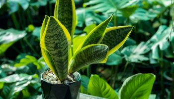 Zašto se preporučuje stavljanje kašike pirinča u saksiju sanseverije ili svekrvinog jezika