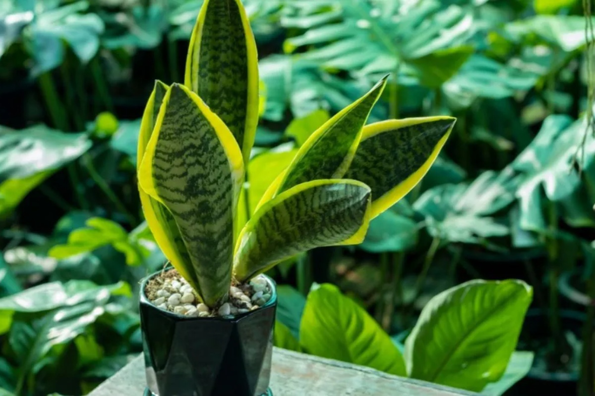 Zašto se preporučuje stavljanje kašike pirinča u saksiju sanseverije ili svekrvinog jezika