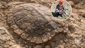 Jedanaestogodišnji dečak otkrio kornjaču staru 48 miliona godina: netaknuti fosil iz ere eocena u Vajomingu