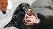 Manel Manzano, veterinar: „Ako mački održavate usta čistim, ona može živeti 3 godine duže“
