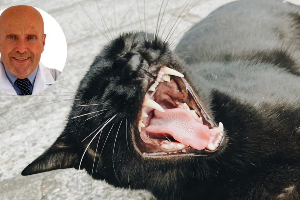 Manel Manzano, veterinar: „Ako mački održavate usta čistim, ona može živeti 3 godine duže“