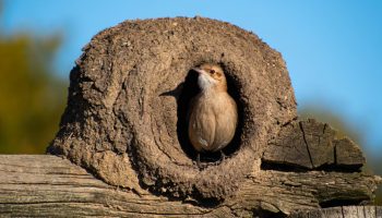 Ako vidite gnezdo ptice hornero u svojoj kući ili bašti, otkrivamo vam šta to znači i zašto je to dobro