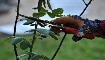 Malo ko zna: zašto je orezivanje biljaka leti dobra ideja