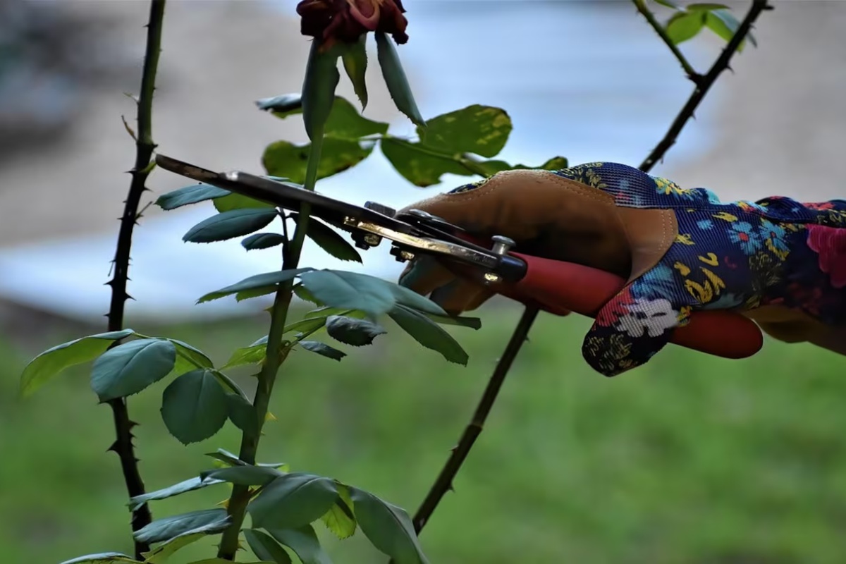 Malo ko zna: zašto je orezivanje biljaka leti dobra ideja