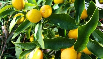 Drvo limuna: sastojak kojim možete ukloniti žute listove za nekoliko dana