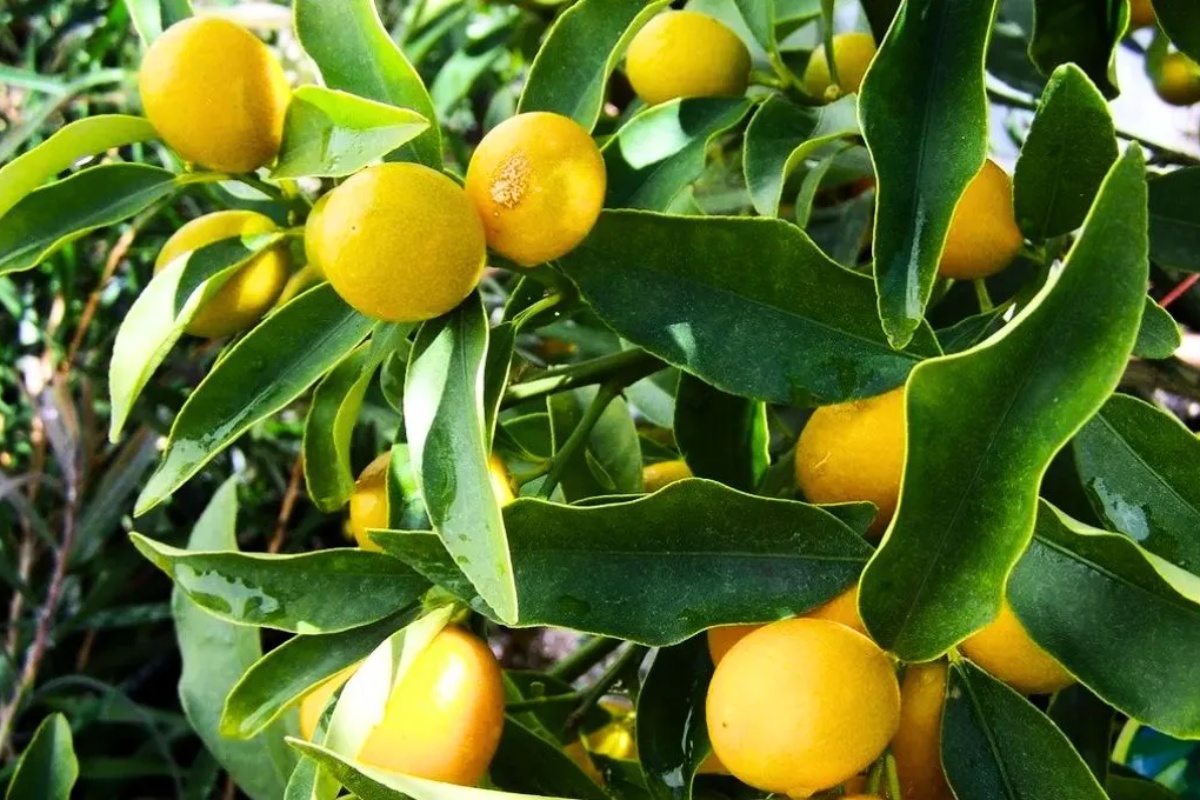 Drvo limuna: sastojak kojim možete ukloniti žute listove za nekoliko dana