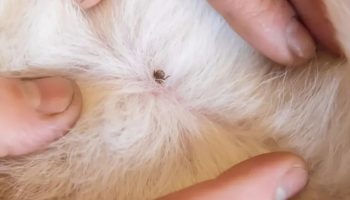 Kako koristiti nanu za zaštitu vašeg psa od krpelja: Efikasan domaći repelent