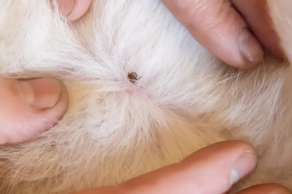 Kako koristiti nanu za zaštitu vašeg psa od krpelja: Efikasan domaći repelent