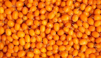 Moćna zaštita jetre i bubrega. Potcenjeno srpsko blago