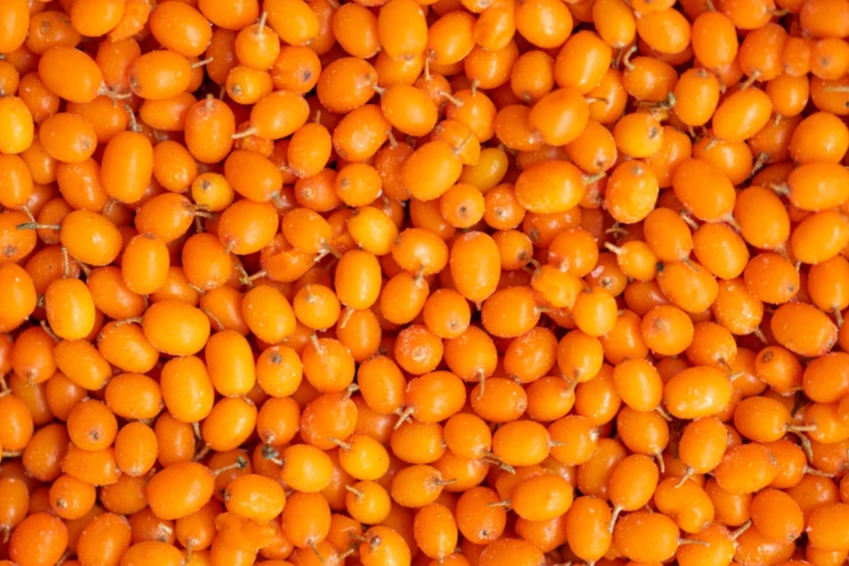 Moćna zaštita jetre i bubrega. Potcenjeno srpsko blago