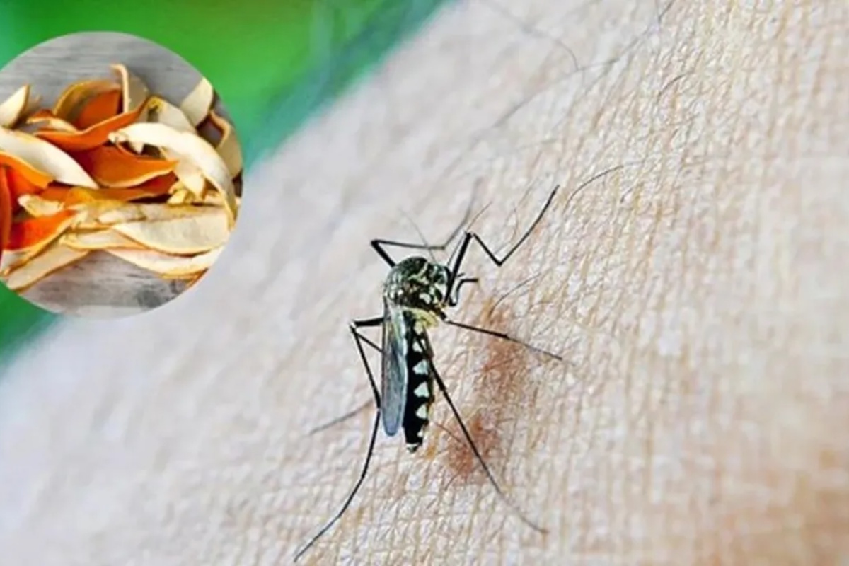 Kako oterati komarce pomoću kore pomorandže: domaći repelent koji zaista deluje