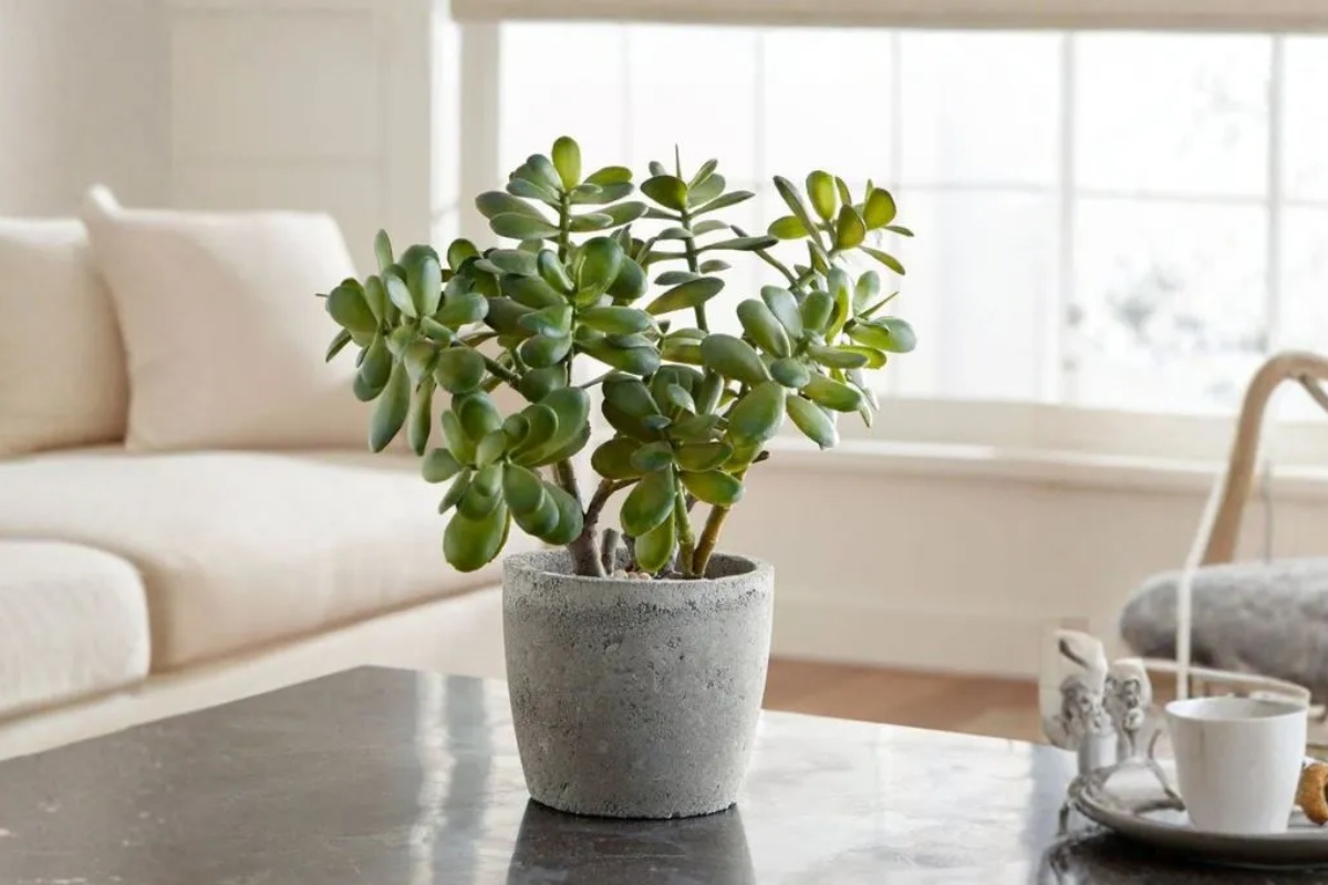 Pirinač u vašem drvetu žada: tajna za brži rast i osiguranje obilja