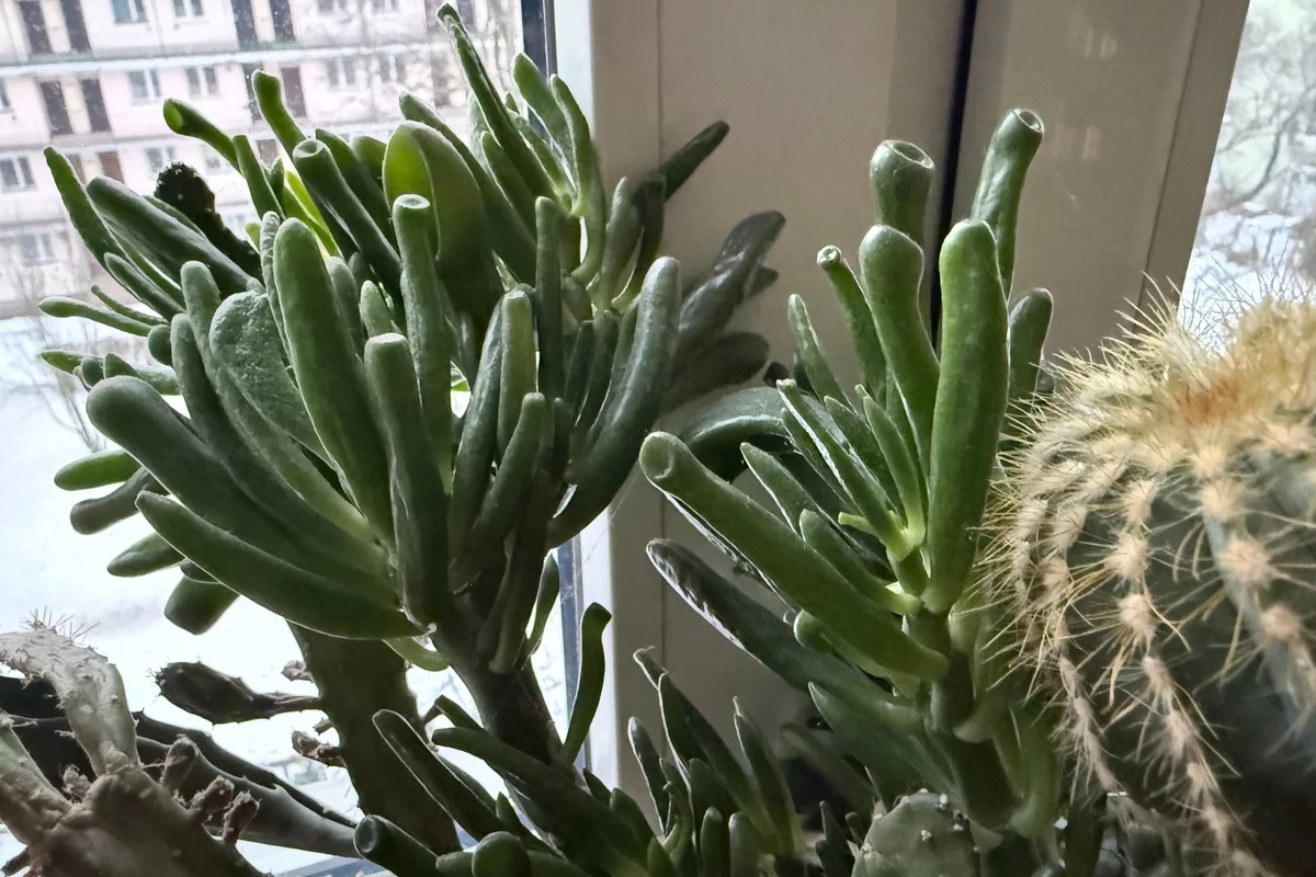 „Šrekove uši” osvajaju srpske domove: Biljka koja privlači novac i uspeva čak i zaboravnima