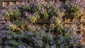 Puzavica koja blista cele godine i ispunjava vašu baštu bojama: trendi biljka koja privlači leptire