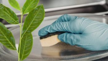 Za stručnjake za čišćenje to je nepogrešiv trik: kako koristiti lovorov list za uklanjanje mirisa iz mikrotalasne rerne