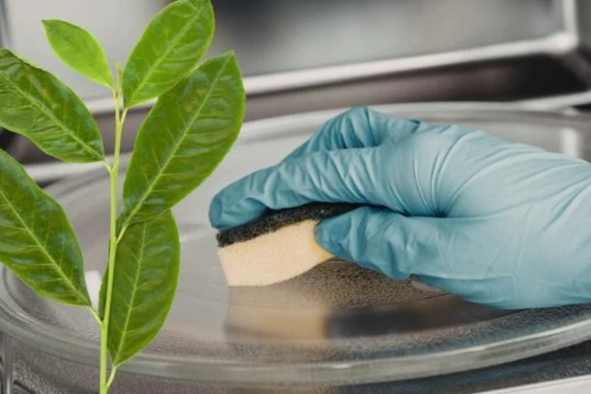 Za stručnjake za čišćenje to je nepogrešiv trik: kako koristiti lovorov list za uklanjanje mirisa iz mikrotalasne rerne