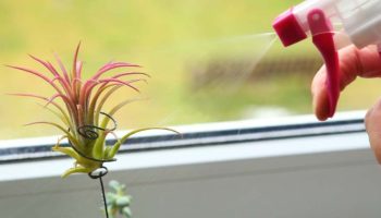 Kako ukloniti buđ sa zidova u vašem domu pomoću biljke koju skoro niko ne poznaje: upija vlagu i gotovo ne zahteva negu