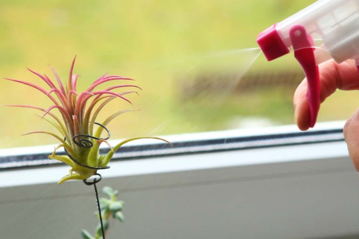 Kako ukloniti buđ sa zidova u vašem domu pomoću biljke koju skoro niko ne poznaje: upija vlagu i gotovo ne zahteva negu