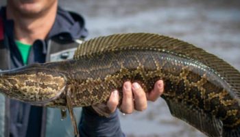 Diše vazduh, puzi po kopnu i preživljava dane van vode: riba koja napada vodene ekosisteme i primorava na jačanje ekološke kontrole