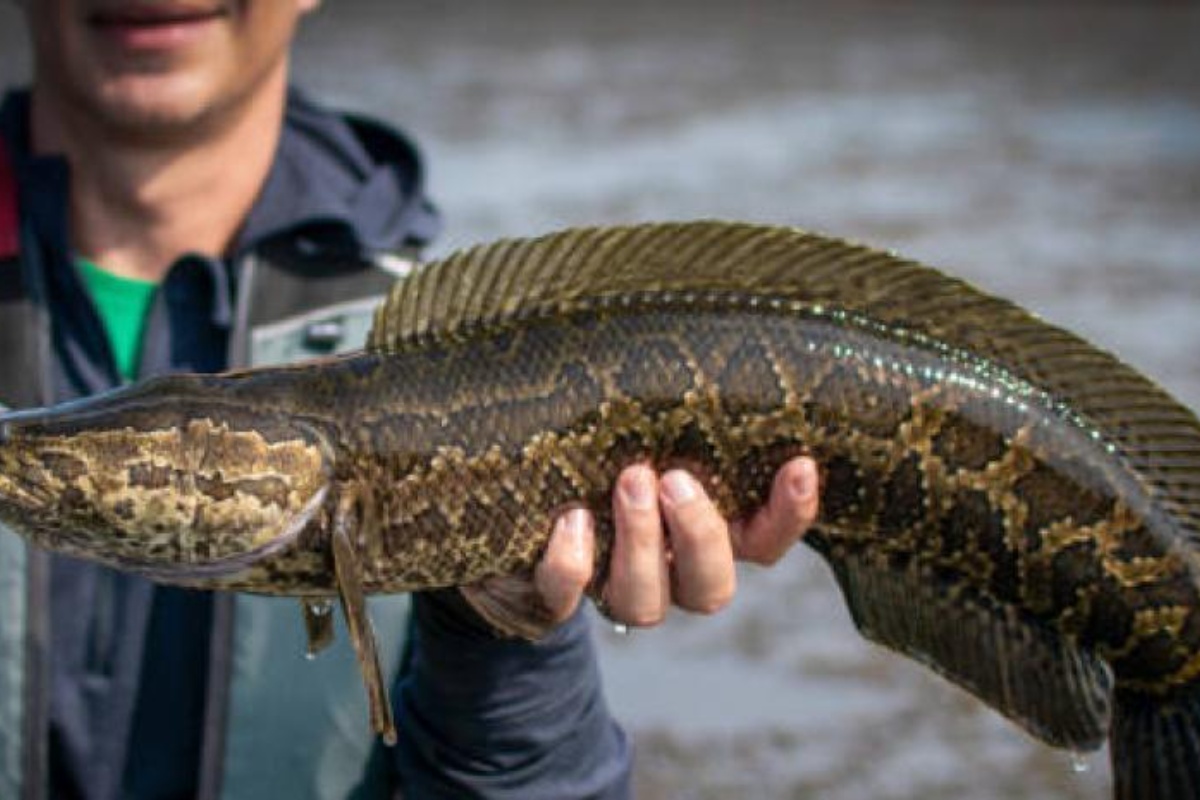 Diše vazduh, puzi po kopnu i preživljava dane van vode: riba koja napada vodene ekosisteme i primorava na jačanje ekološke kontrole