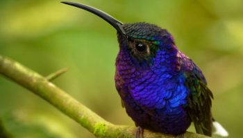 Šta znači kada kolibri leti oko vaše kuće ili bašte? Duhovno tumačenje prema Feng Šuiju