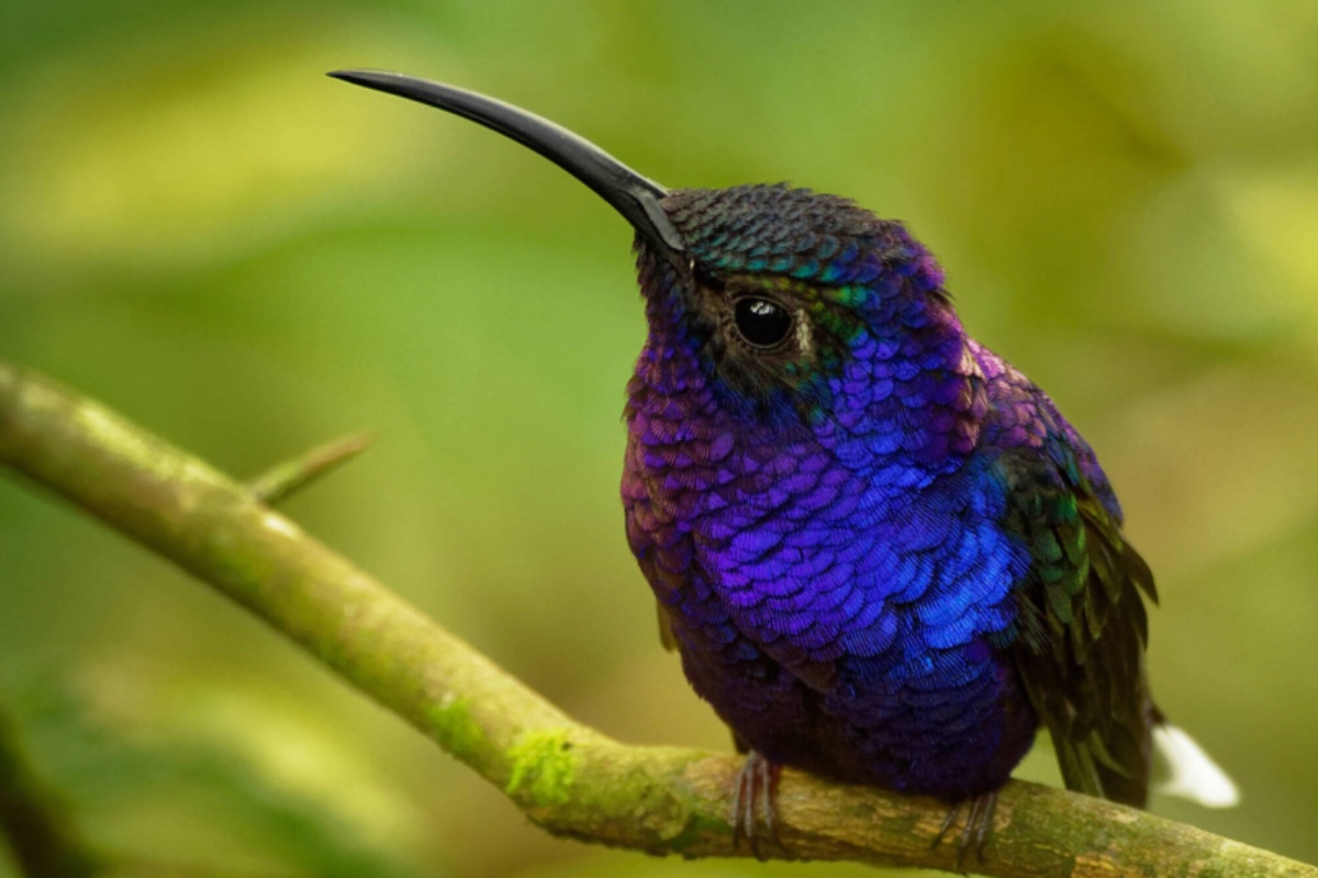 Šta znači kada kolibri leti oko vaše kuće ili bašte? Duhovno tumačenje prema Feng Šuiju