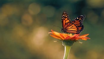 Privucite leptire u svoj dom: koje cveće vole i kako ga prilagoditi vrtu