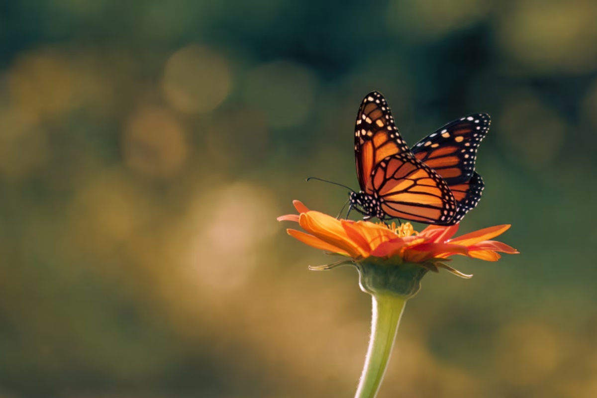 Privucite leptire u svoj dom: koje cveće vole i kako ga prilagoditi vrtu