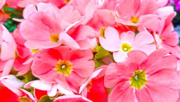 Ne čekajte proleće: 8 lukovica koje cvetaju leti koje treba posaditi sada