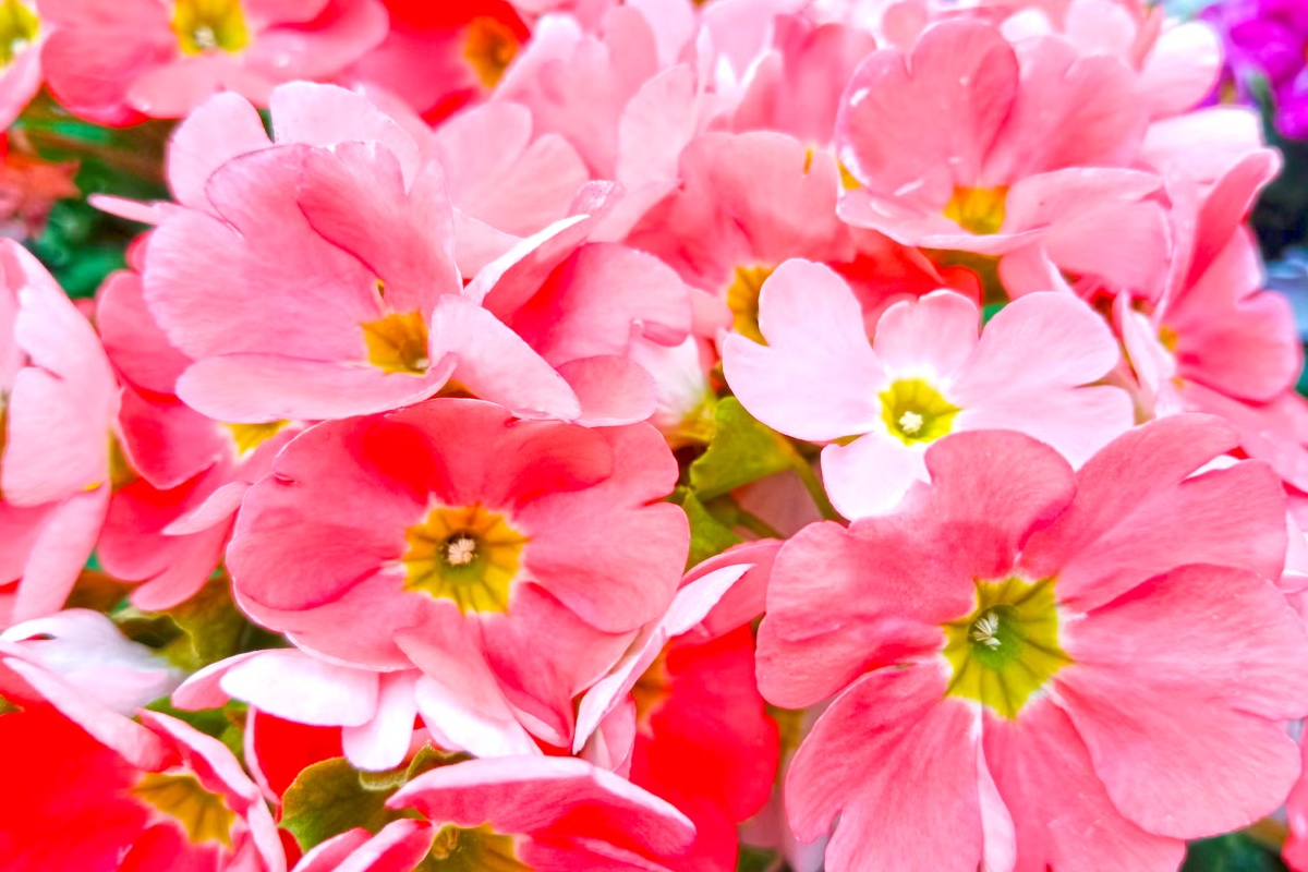 Ne čekajte proleće: 8 lukovica koje cvetaju leti koje treba posaditi sada