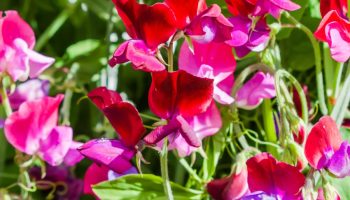 7 semena za početak u zatvorenom prostoru u februaru za prednost u proleće