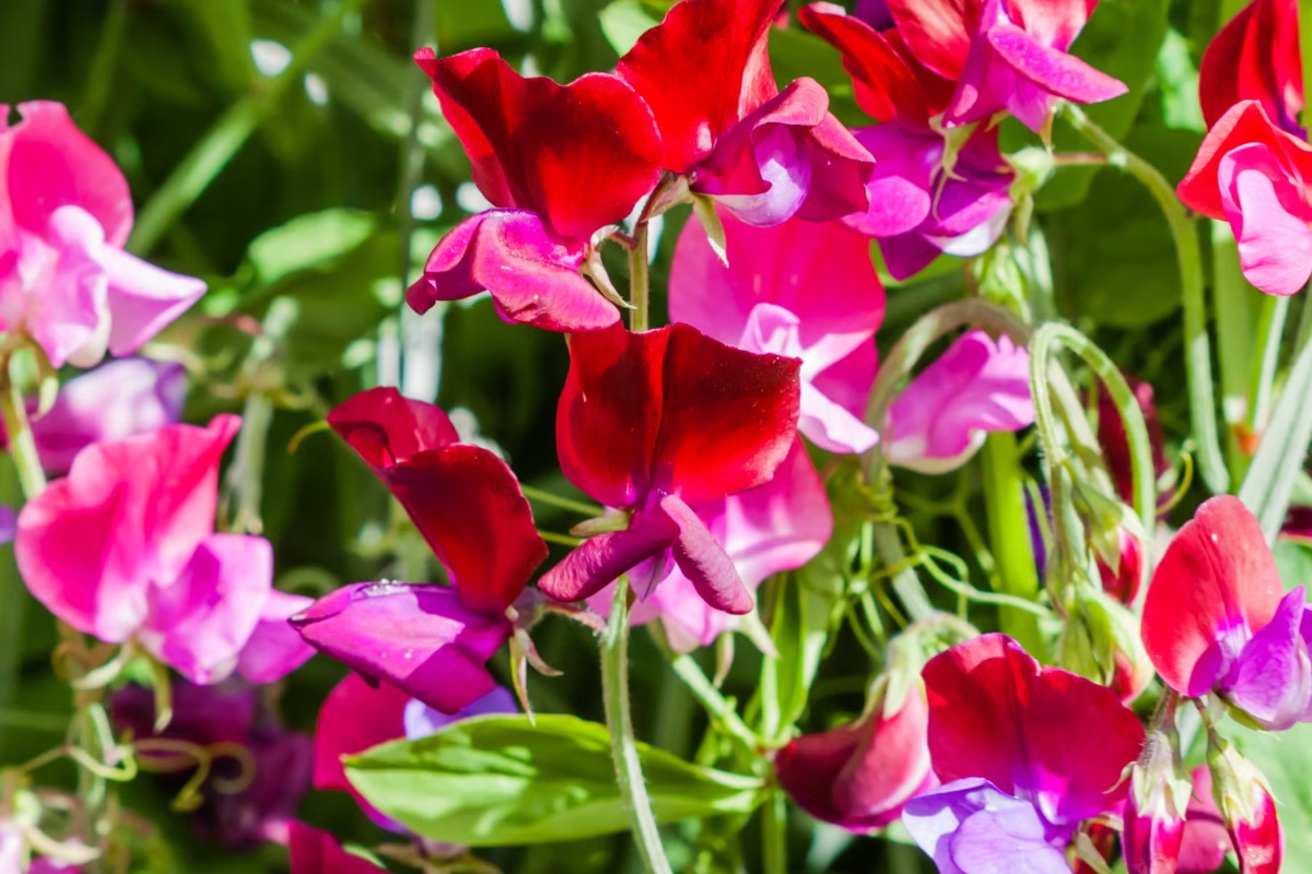 7 semena za početak u zatvorenom prostoru u februaru za prednost u proleće