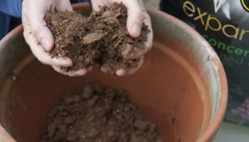 Kako odabrati pravi supstrat za saksije za vaše omiljene biljke i seme