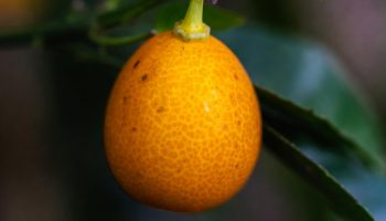 Kumkvat: kakvo je to voće, kako se jede, koliko je zdravo za organizam i da li se može jesti sa korom?