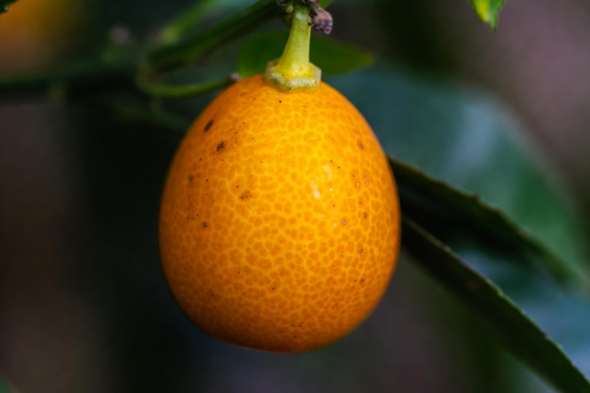 Kumkvat: kakvo je to voće, kako se jede, koliko je zdravo za organizam i da li se može jesti sa korom?