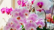 Kako održati orhideju u životu i podstaći je da ponovo cveta: Jednominutni masterklas