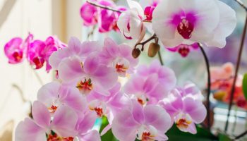Kako održati orhideju u životu i podstaći je da ponovo cveta: Jednominutni masterklas