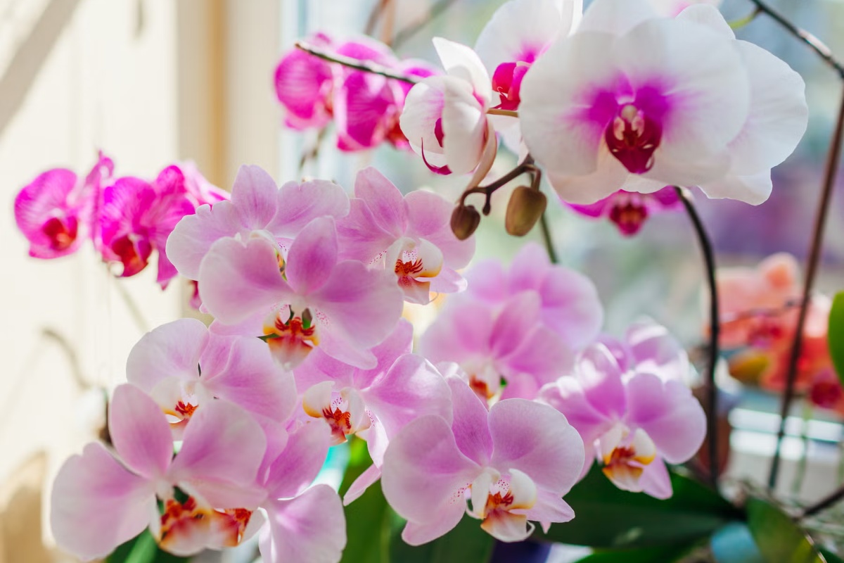 Kako održati orhideju u životu i podstaći je da ponovo cveta: Jednominutni masterklas