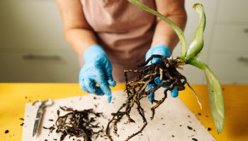 Marija Feraroto, profesorica nauka i specijalista za biljke: 'Da biste spasili orhideju bez korena, uradite sledeće'