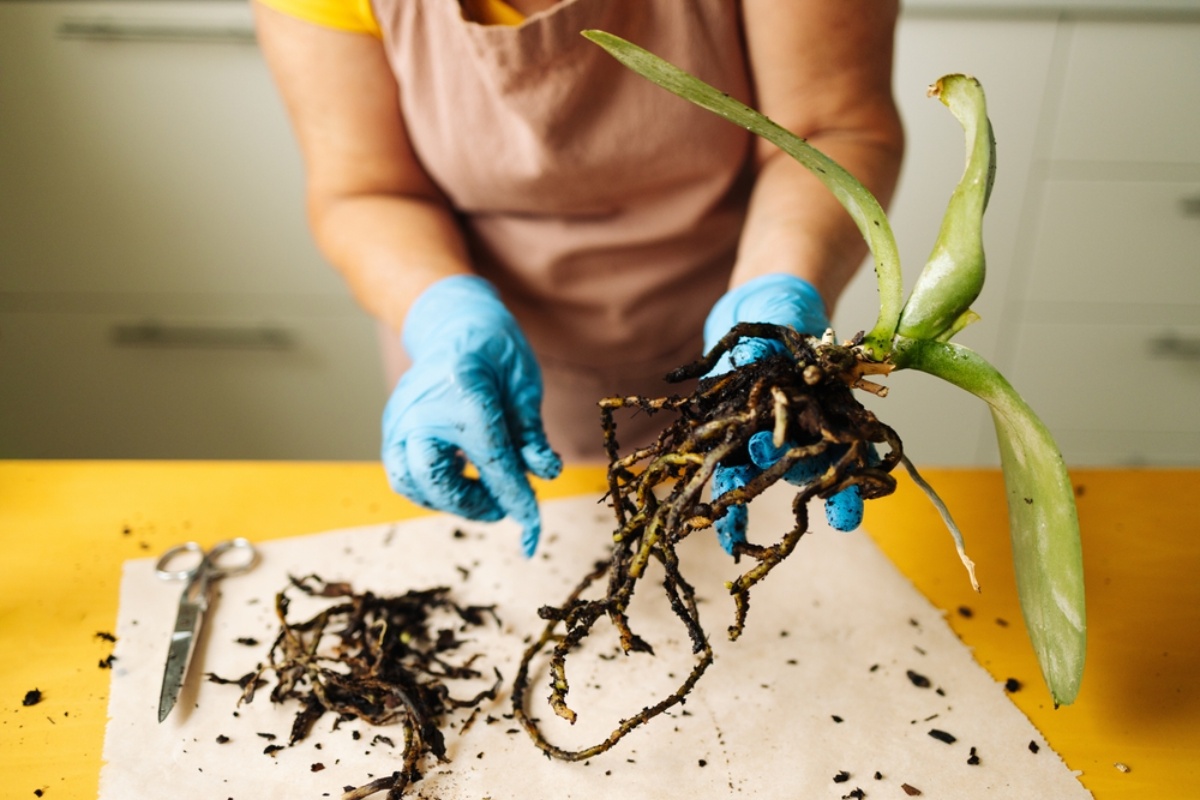 Marija Feraroto, profesorica nauka i specijalista za biljke: 'Da biste spasili orhideju bez korena, uradite sledeće'