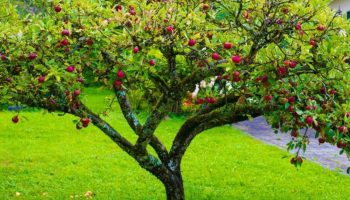 Savršeno drvo za dom: ne podiže tlo korenjem, daje plodove leti i podnosi sušu