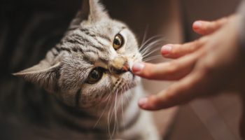 Šta znači kada vas mačka njuška kada dođete kući, prema stručnjacima za ponašanje mačaka