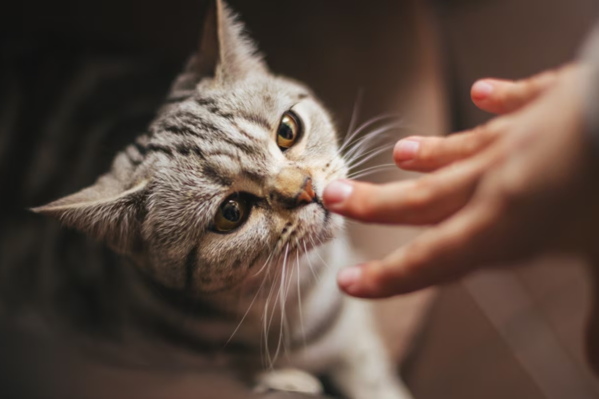 Šta znači kada vas mačka njuška kada dođete kući, prema stručnjacima za ponašanje mačaka