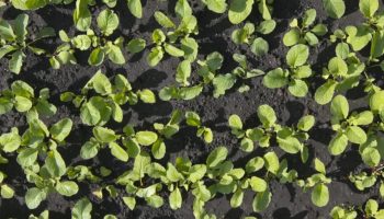 Najčešće završavaju u kanti. Olakšanje za creva, bogatstvo magnezijuma i antioksidanata