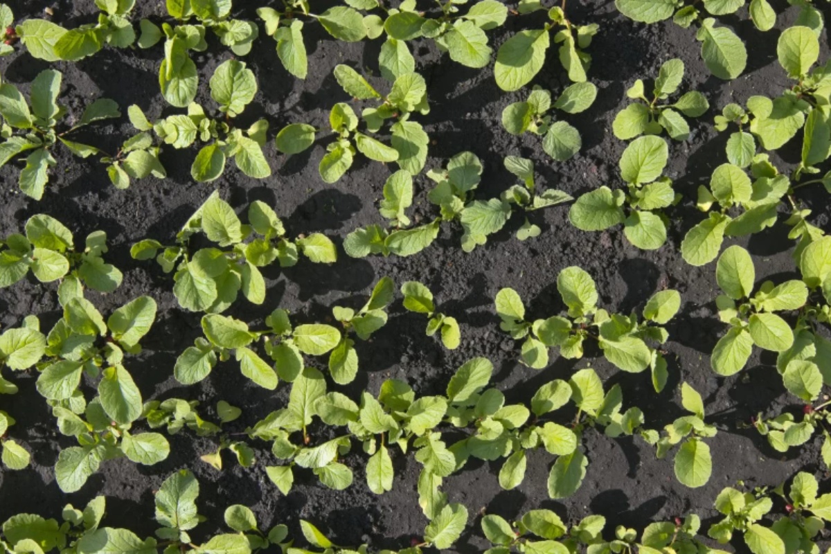 Najčešće završavaju u kanti. Olakšanje za creva, bogatstvo magnezijuma i antioksidanata