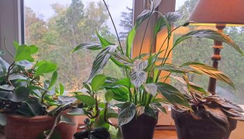 Sipam 1 čašu u žuti spatifilum. Nakon 3 nedelje izbacuje cvet za cvetom